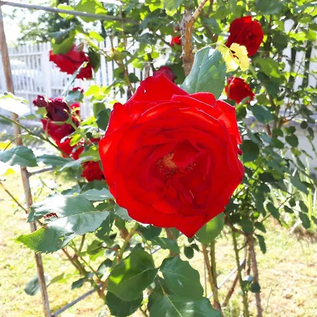 Prázdninový dům Blue House Gyorzamoly